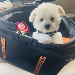 RICHIE - Cream male Maltipoo puppy in Sugar Land, Texas from Celebrity Maltipoos