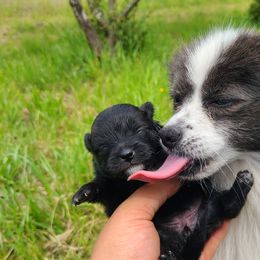Pomeranian Puppies from Mckee's Pomeranians