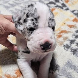 Silver - Mantle merle male Great Dane puppy in Castle Rock, Washington from Uber Alles Great Danes