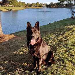German Shepherds from Ehtesham Syed's German Shepherds