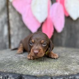 Lightning Rod - Boy 1 - Yellow - Chocolate and tan male Dachshund puppy in Corbin, Kentucky from Steele Half Acre Homestead