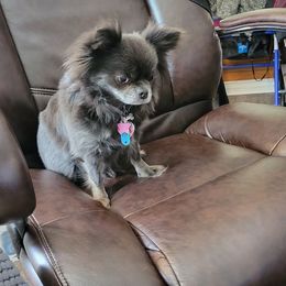 Chey - Chihuahua