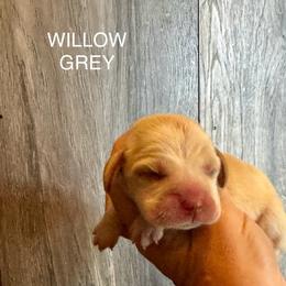 Willow - Red and white male Beagle puppy in Viper, Kentucky from Mountain Top
