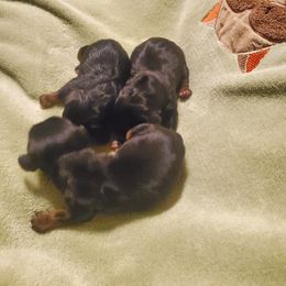 Dachshund Puppies from Grecian Kennel