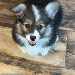 Eli - Black and tan male Pembroke Welsh Corgi puppy in Midland, Arkansas from Woodwick Corgis