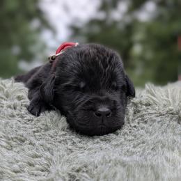 Red - Black male Newfoundland puppy in Independence, Missouri from K & L Ranch