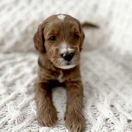 Macchiato (Mac) Male - Red  male Goldendoodle puppy in Apopka, Florida from The Classic Doodle