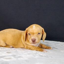 AKC Hunter - Red male Dachshund puppy in Christiansburg, Virginia from Little Legs Luxury Dachshunds LLC