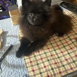 Pomeranian Puppies from Silver’s Reigning Heir Poms