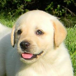Labrador Retrievers from Ironspike kennels