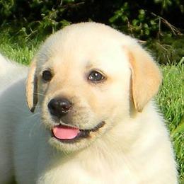 Labrador Retrievers from Ironspike kennels