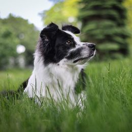 Clarity - Border Collie