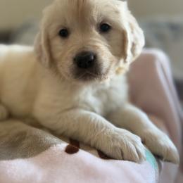 Thursday ( Purple Collar Girl ) - Light golden female Golden Retriever puppy in Phoenix, Arizona from Star Raised Goldens