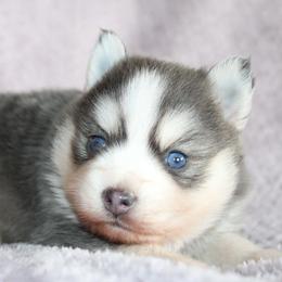 Grape - Blue male Pomsky puppy in Centerville, Iowa from LJ Kennels Pomskies, LLC