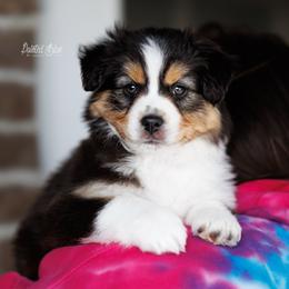 George - Black tri male Miniature American Shepherd puppy in Herriman, Utah from Painted Blue Aussies