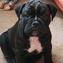 Girl 1 - Olde English Bulldogge puppy in Lebanon, Tennessee from Old Hickory Farm Bulldogges