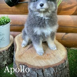 Pomsky Puppies from Blue Ridge Pomsky
