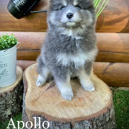 Pomsky Puppies from Blue Ridge Pomsky