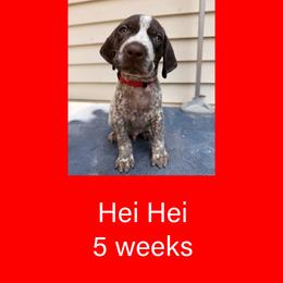 Hei Hei - White and liver male German Shorthaired Pointer puppy in Marshfield, Missouri from Pebblebrook German Shorthaired Pointers