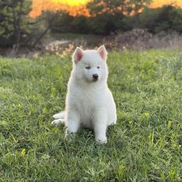 Pomsky and Siberian Husky Puppies from A-Dream Pomsky Kennel