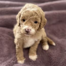 Girl 1 - female Goldendoodle puppy in Shreveport, Louisiana from Cottage Doodles