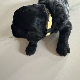 Daisy - Cavapoo
