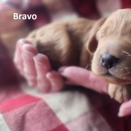 Cavapoo Puppies from Jessie's Puppies