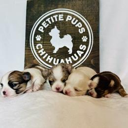 Chihuahua puppies from Petite Pups Chihuahuas