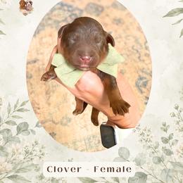 Clover - Chocolate female Goldendoodle puppy in Atlanta, Georgia from Teddy Puppies