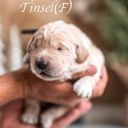 Tinsel - Golden female Golden Retriever puppy in Acton, Maine from Silver Pines Pups