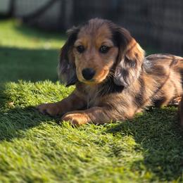 Iris - Dapple female Dachshund puppy in Lewiston, Idaho from Farmhouse Dachshunds