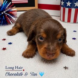 Prince Charming - Chocolate and tan male Dachshund puppy in Brandon, Mississippi from A & N Kennels