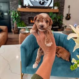 Bernedoodle, Cavapoo, Cavapoochon, Goldendoodle, Poodle, and Yorkipoo Puppies from Anchor Dogs