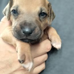 Teddy Graham - Wheaten blk nose male Rhodesian Ridgeback puppy in Alabama from Celtic Lore Ridgebacks