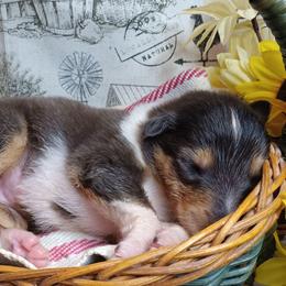 Girl 5 orange - Blue merle white and tan female Collie puppy in Salem, Indiana from Living Blessed Collies