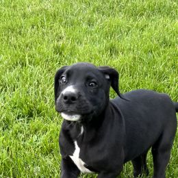 Great Dane Puppies from BkB’s House of Danes