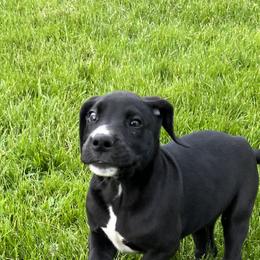 Great Dane Puppies from BkB’s House of Danes