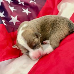 Liberty-Libby - Fawn female Pembroke Welsh Corgi puppy in Norman, Oklahoma from Charm Farm Corgis