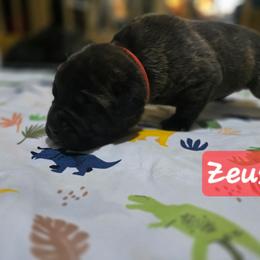 Zeus - Chestnut brindle male Cane Corso puppy in Sandia, Texas from OneTime Cane Corso