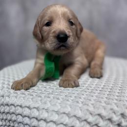 Boy 1 Pick - Golden male Golden Retriever puppy in Piedmont, South Carolina from The Farm at Saluda Ridge