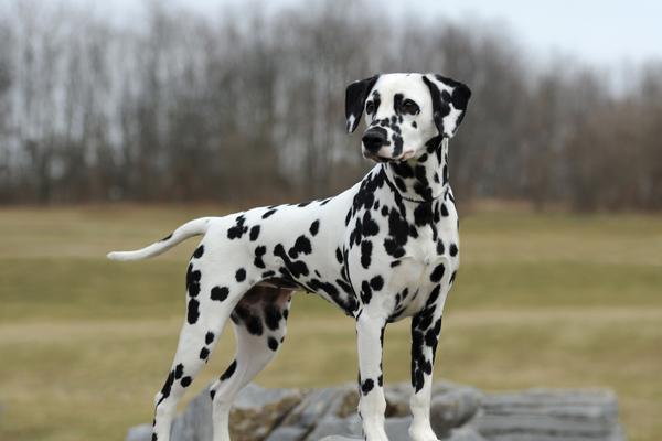An adult Dalmatian stands stoically on a rock