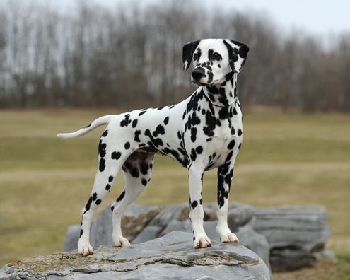 An adult Dalmatian stands stoically on a rock