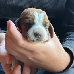 Female 2 - Mahogany and white female Basset Hound puppy in Lindley, New York from Hill Top Basset Hounds & Cane Corso