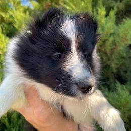 Beemer - Black and white female Shetland Sheepdog puppy in Emmett, Idaho from MacGregor Shelties