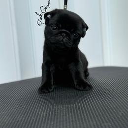 Pink Girl - Black female Pug puppy in Punta Gorda, Florida from Lazuli Pugs