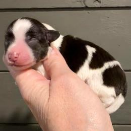 Ranger - Parti male Miniature Schnauzer puppy in Silver Creek, Mississippi from Mamie’s Minis, LLC