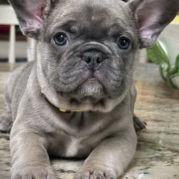 French Bulldogs from Tea Too Frenchies