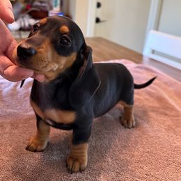 Tiana - Black and tan female Dachshund puppy in Shawnee, Oklahoma from Magic Eagle Miniature Dachshunds