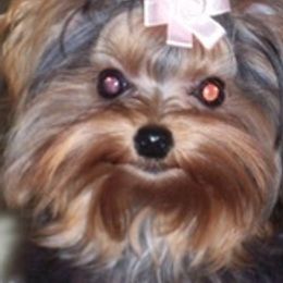 Yorkshire Terriers from Adk Mountains Tiny Dreams