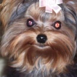 Yorkshire Terriers from Adk Mountains Tiny Dreams
